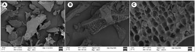 Structural Characteristics and Immunomodulatory Effects of a Long-Chain Polysaccharide From Laminaria japonica